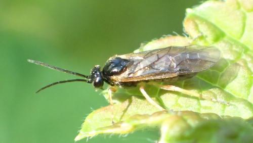 Réf. 183 870 : Pristiphora appendiculata